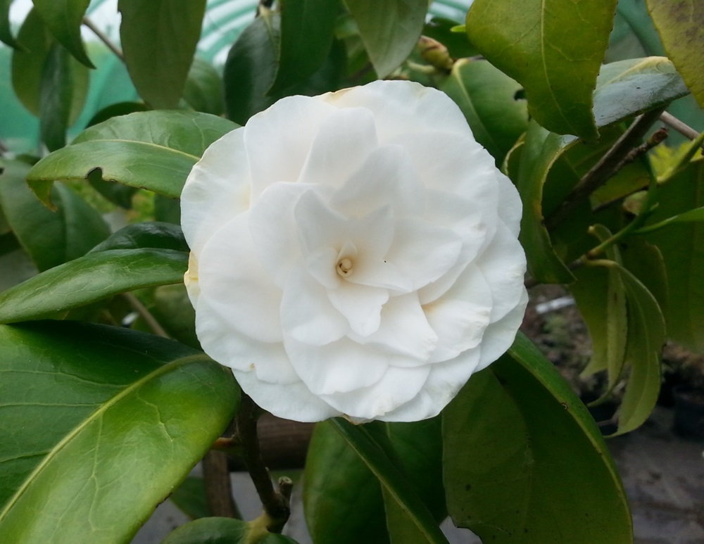 CAMELLIA JAPONICA MATHOTIANA ALBA